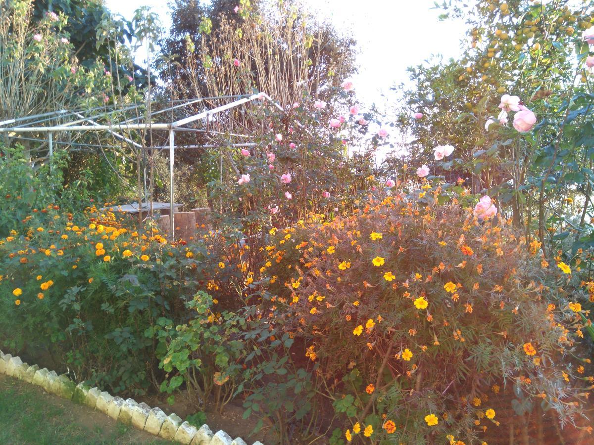 Maa Ananda Mayee Guest House Binsar Dış mekan fotoğraf